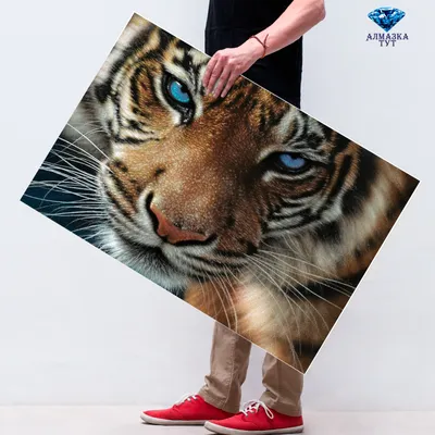 Татуировка мужская реализм на предплечье тигр с голубыми глазами | Реализм,  Татуировки, Тигр