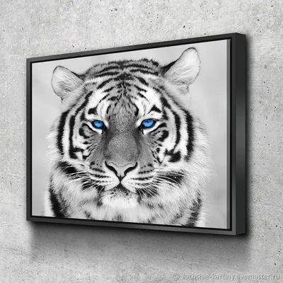 Тигр с голубыми глазами - 69 фото