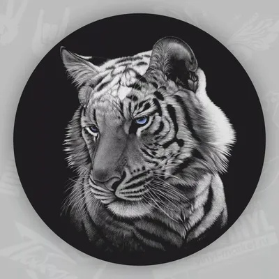 белый тигр и голубые глаза, картинка белого тигра фон картинки и Фото для  бесплатной загрузки