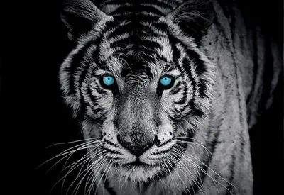 Современный черный и белый тигр с голубыми глазами, холст, живопись,  красивое дикое животное, Psoter, печать на стене, Pcitrue, декор для  гостиной | AliExpress