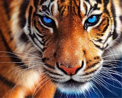 сибирский тигр с голубыми глазами на снег Стоковое Фото - изображение  насчитывающей кот, полосатые: 157071652