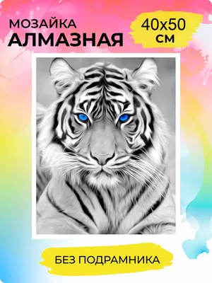 Белый тигр с голубыми глазами - картинки и фото poknok.art