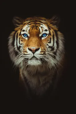 Гиперреализм, лесной амурский тигр, с…» — создано в Шедевруме