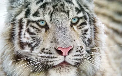 белый тигр с голубыми глазами. леуничный пигментационный вариант бенгальных  тигров Стоковое Фото - изображение насчитывающей вышесказанного, глаза:  230993282