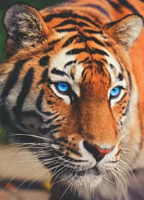 ᐉ Алмазная мозаика SHLab Тигр с Голубыми Глазами SH-18150 30x20 см полная  выкладка (18150)