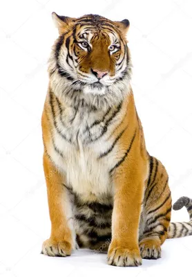 Тигр Сидит Белом Фоне стоковое фото ©lifeonwhite 388192800