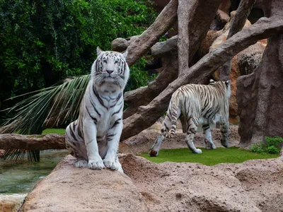 Тигр сидит и смотрит даль зимой …» — создано в Шедевруме