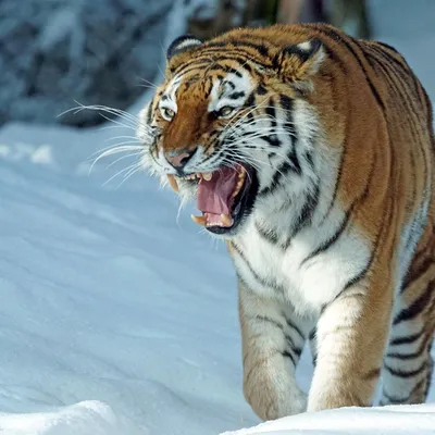 Тигр Сидит На Дереве — стоковые фотографии и другие картинки Бенгальский  тигр - Бенгальский тигр, Большой, Влажный тропический лес - iStock