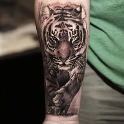 Фото татуировка тигра на предплечье сделать в тату салоне в Москве по  низкой цене