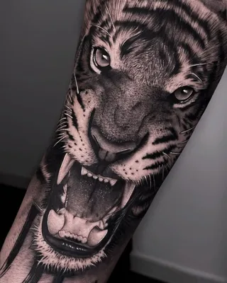 Иллюстрация тату тигр в стиле животные, природа | Illustrators.ru