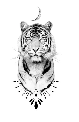 Тату Тигр (60+ Фото) — ТОП Идеи с Тигром и Значение