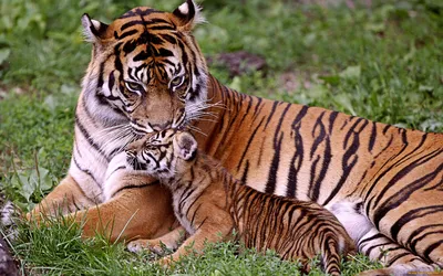 Обои Тигрица и тигренок Животные Тигры, обои для рабочего стола, фотографии  тигрица и тигренок, животные, тигры, тигрица, и, тигренок Обои для рабочего  стола, скачать обои картинки заставки на рабочий стол.
