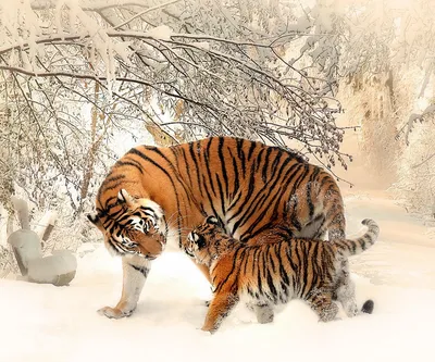 Пазл «Тигрица и тигрёнок» из 154 элементов | Собрать онлайн пазл №208709