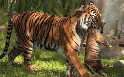 Как егерь приютил и вырастил тигренка, которого раненая тигрица вынесла в  зубах из леса | Ваша Планета | Дзен