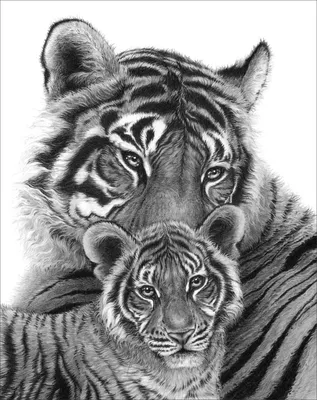 Тигр и тигренок эскиз - 71 фото