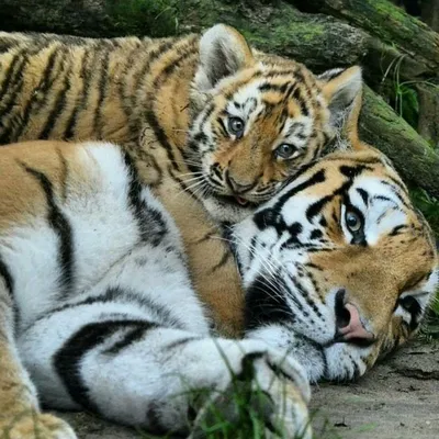 Тигренок с мамой - 35 фото | Tiger spirit animal, Wild cats, Beautiful cats