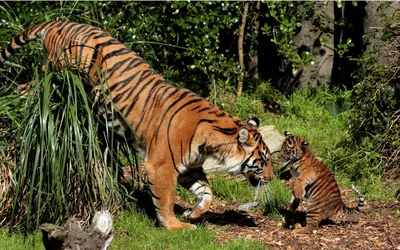 Картинка Тигрица и тигренок » Тигры картинки скачать бесплатно (88 фото) -  Картинки 24 » Картинки 24 - скачать картинки бесплатно