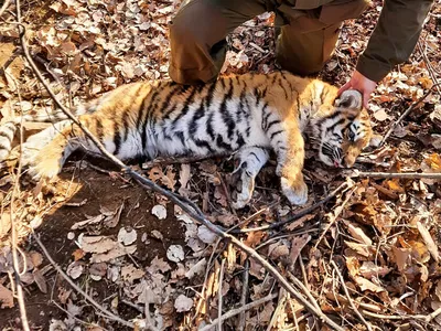 В Приморье в капкан попал трехмесячный тигренок (фото) ▸ Amur.Life