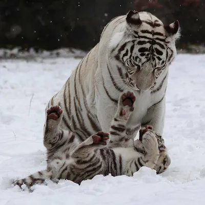 Тигрица Зайка играет со своим четырехмесячным тигренком | Пикабу