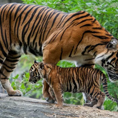 Скачать обои материнство, детёныш, котёнок, бревно, тигры, тигрица, тигрёнок,  раздел кошки в разрешении 1024x1024