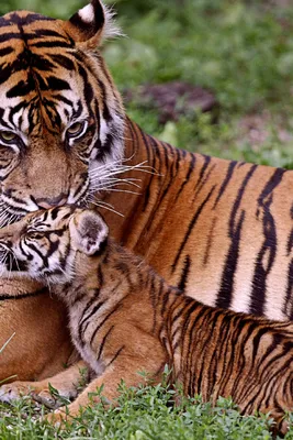 Скачать обои малыш, тигры, мама, тигрица, тигрёнок, раздел кошки в  разрешении 640x960