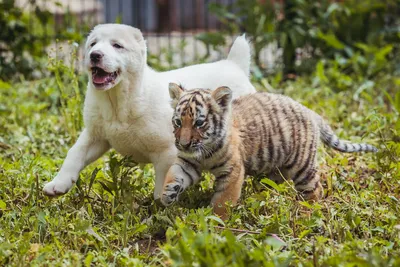 Тигренок Тайган нашел подружку и обзавелся маленькими поклонниками в  зоопарке Владивостока - PrimaMedia.ru