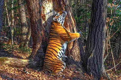 Фигура Гранд Презент Тигрица с тигренком на деревяной подставке 43 х 24 х  23 см SM00242-3-P1 купить в Час-Пик