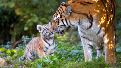 Тигрёнок самой знаменитой в мире амурской тигрицы впервые показал себя  взрослым! | Пикабу