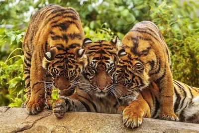 В Крыму родились четыре редких амурских тигренка :: Новости :: ТВ Центр