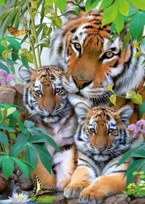 PÄWAN JAISWAL / тигрёнок :: большие кошки :: Pawan Jaiswal :: омномном ::  тигрица :: Природа (красивые фото природы: моря, озера, леса) :: котэ  (прикольные картинки с кошками) / смешные картинки и