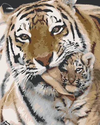 Тигрица несет тигренка » Рыжие тигрята » Кошачья галерея » Magnus Felidae  (Великие Кошачьи) - красота и превосходство!