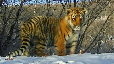 Тигры и тигрята на новогоднюю фотосессию! - zoovest.ru