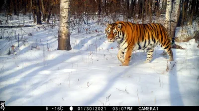 Редчайший суматранский тигренок родился в польском зоопарке | ИА Красная  Весна