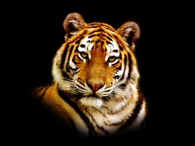 Купить Набор фигурок животных серии \"Мир диких животных\": Семья тигров, 2  предмета (тигрица и тигренок) MM211-124 Фигурки животных | Универмаг V4:  Товары для детей