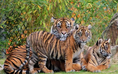 Двухмесячный тигрёнок Шерхан скоро поселится в Приморском сафари-парке