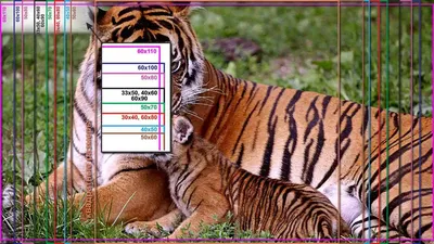 В Крыму родились четыре редких амурских тигренка :: Новости :: ТВ Центр