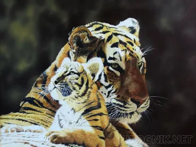 Шоколадный набор Тигр, тигрица и тигренок 2022 — на заказ по цене 1320  рублей | Кондитерская Мамишка Москва