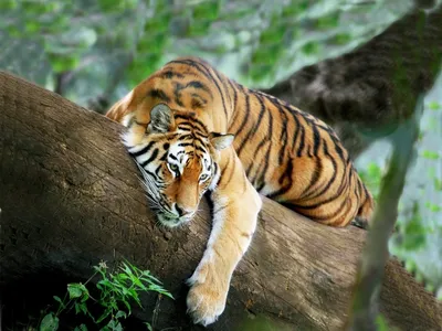 Тигр в джунглях фото 71 фото