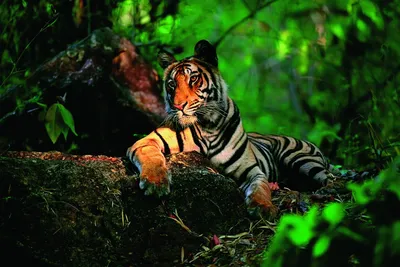 Тигр в джунглях на чёрном стоковое изображение. изображение насчитывающей  джунгли - 184034367