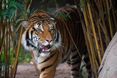 Тигр в джунглях. Удивительный мир. Пазлы классические в кор 500 дет –  Игрушки «Мечты Барсика»