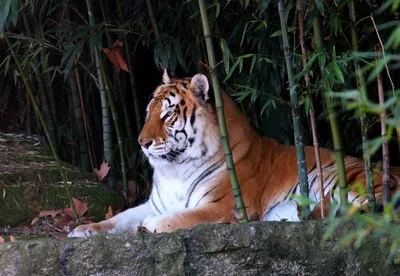Тигр в джунглях (57 фото) - 57 фото