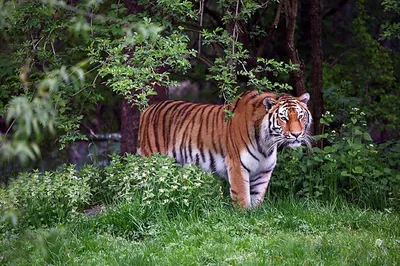 Тигр в лесу фото фото