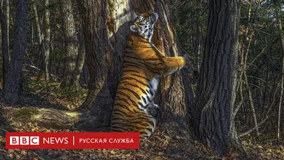 тигр в лесу смотрит в камеру Стоковое Фото - изображение насчитывающей  цвет, головка: 157078678