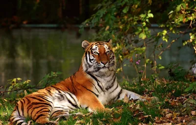 Тигр ухватил за ногу вальщика леса и едва не утащил в лес. Хищника отогнали  бензопилой ▸ Amur.Life