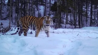 Тигр в зимнем лесу - 67 фото