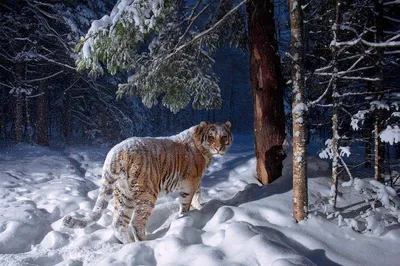 Запутанная загадка с невероятным ответом - нужно найти тигра в лесу -  Главред