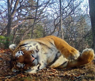 тигр отдыхает в лесу стоковое изображение. изображение насчитывающей  сторона - 222558873
