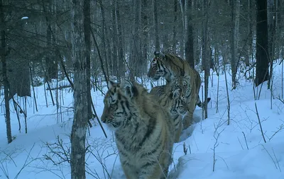 Снимок тигра из Хабаровского края стал лучшим на международном конкурсе -  KP.RU