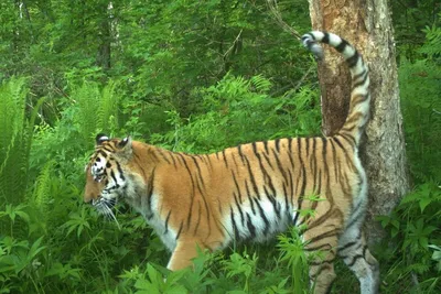тигр в зимнем лесу в россии, амурский тигр, Hd фотография фото, снег фон  картинки и Фото для бесплатной загрузки