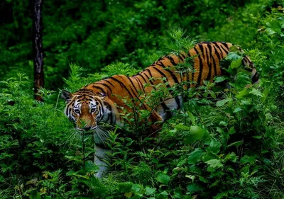 Фотообои Тигр в тропическом лесу Nru95619 купить на заказ в  интернет-магазине